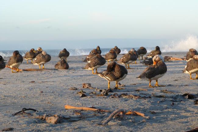 Qualifying bird species the endemic Falkland Steamer Duck Tachyeres brachydactyla