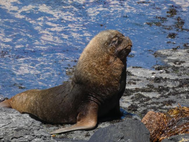 Qualifying mammal species South American Sea Lion Otaria flavescens