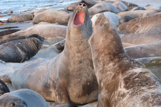 Qualifying mammal species Southern Elephant Seal Mirounga leonina 2