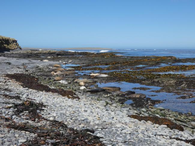 Wetland Type D and E - intertidal rocky shore and pebble shore