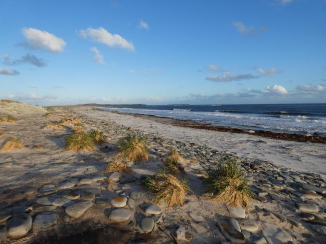 Wetland Type E - sandy shores