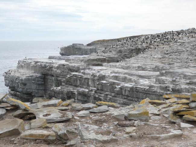Wetland Type E - sea birds cliffs with nesting Southern Rockhopper Penguins Eudyptes chrysocome