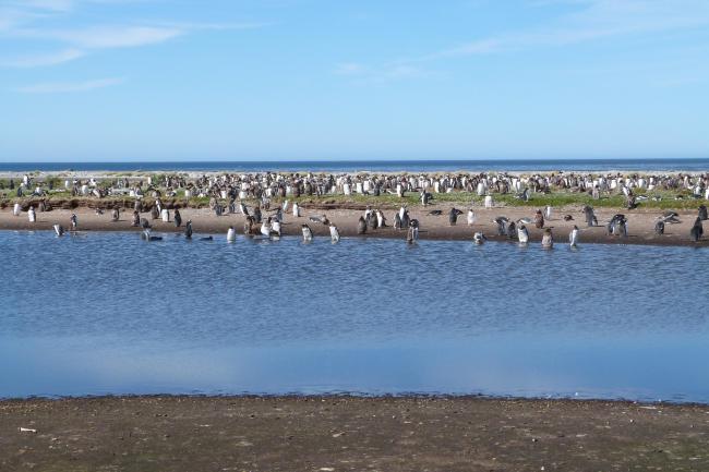 Wetland Type J - coastal brackish lagoon with bathing Gentoo Penguins Pygoscelis papua bathing