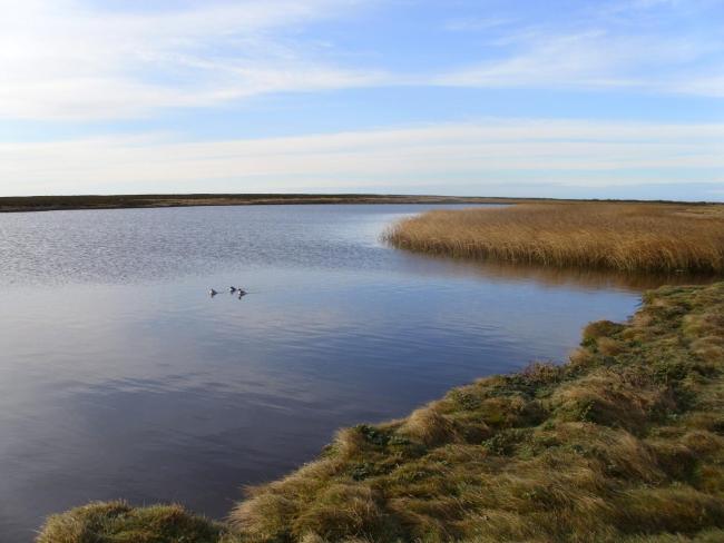 Wetland Type J - coastal brackish lagoon with Silvery Grebe Podiceps occipitalis and California club-rush Schoenoplectus californicus