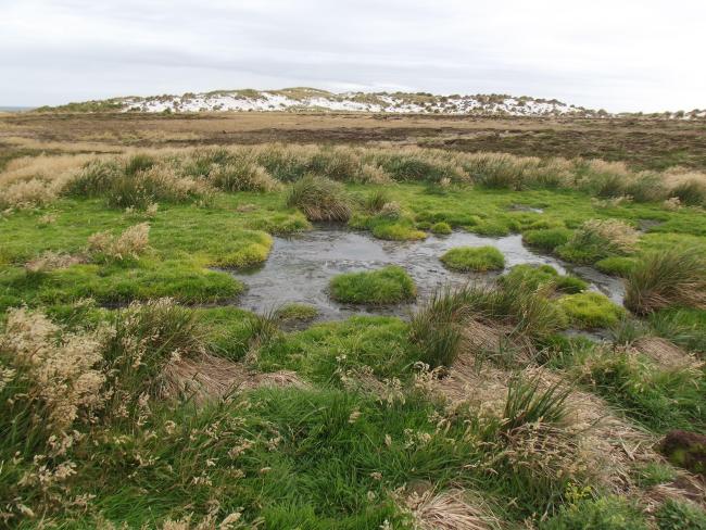 Wetland Types Tp and E - freshwater marsh and sand dunes