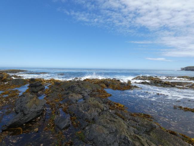 Wetland type D - intertidal rocky shore