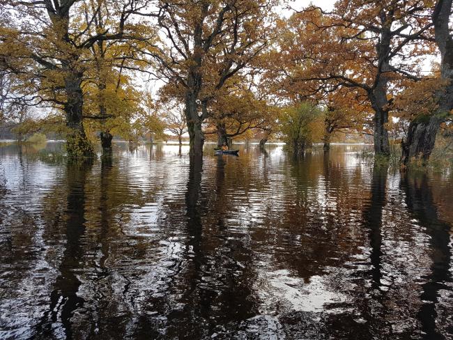 The flood "fifth" season in Soomaa NP. Flooded meadow with oaks. Floods ocur also in autumn with heavy rains.