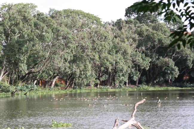 lac habitat des oiseaux