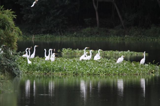 ilots aux oiseaux