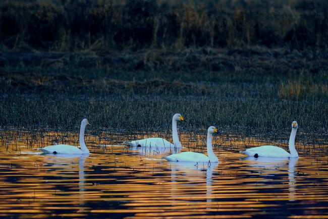 Whooper Swans in the Dokkadelta