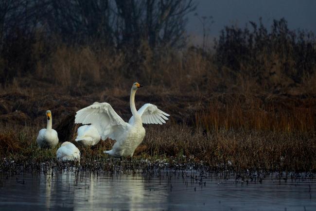 Whooper Swans in the Dokkadelta
