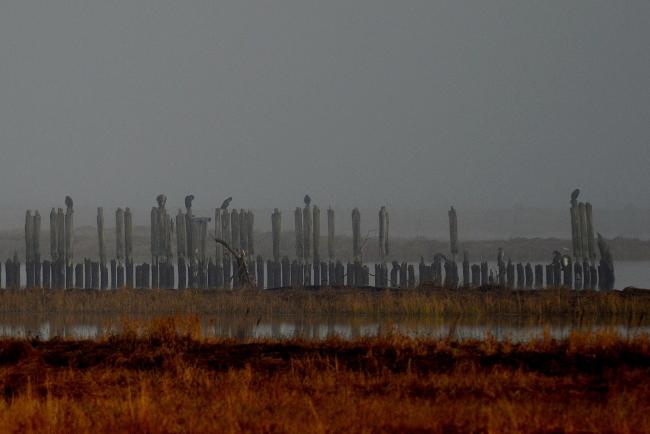 Great Cormorants in the Dokkadelta