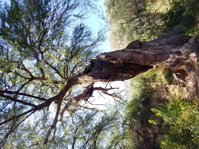 Sabino (Taxodium mucronatum), Cañón de Fernández, Durango.