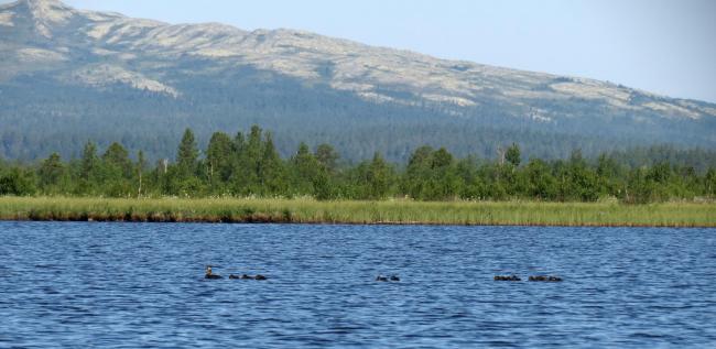 Common scoter with 15 chicks.
