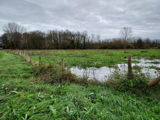 Vue de la prairie inondable des Prés de l'Enfer à Montreuil-Bellay lors de la crue de novembre 2024