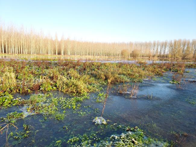 Vue de la Vienne en crue et partiellement gelée en décembre 2024
