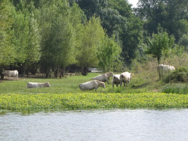 Vaches dans le bras de Souzay