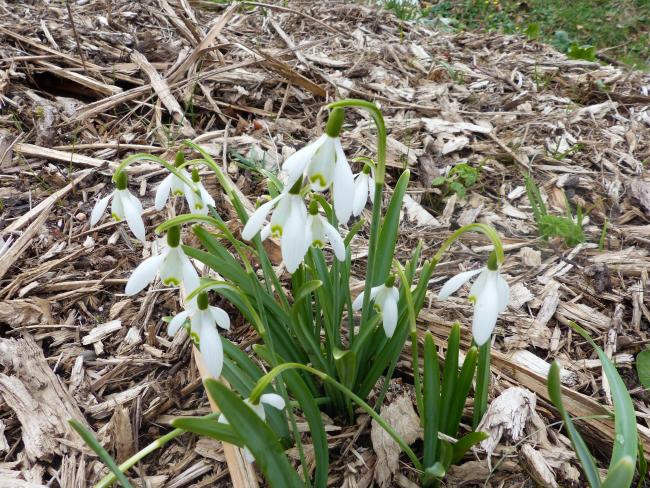 perce-neige