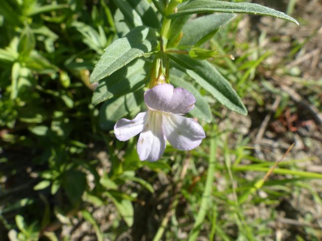 Gratiole officinale dans une prairie humide