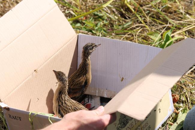 Sauvetage de juvéniles de Râles des genets dans une prairie de fauche dans le Véron