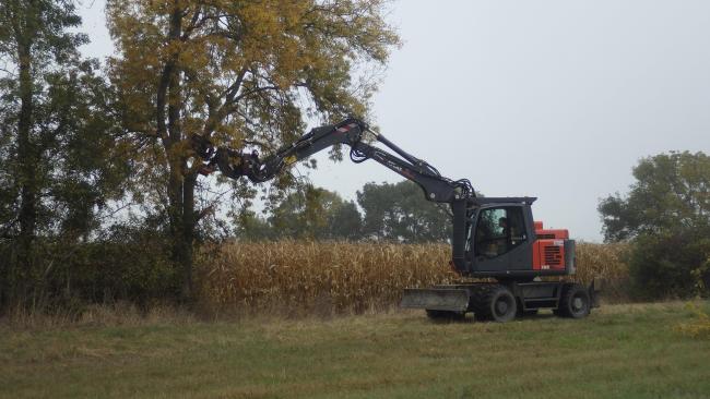 Chantier d'entretien d'un arbre taillé en têtard à Huismes (37)