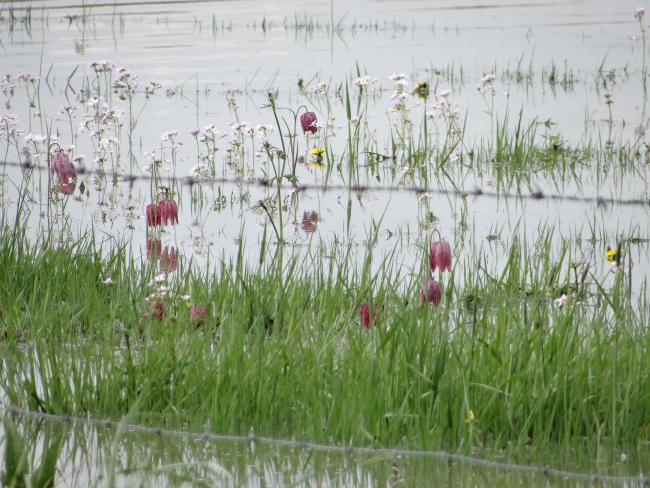 Fritillaires dans une prairie inondée à Lignières-de-Touraine (37)