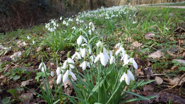 Perce-neige à Bois Chétif