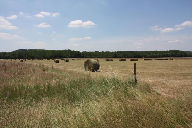 prairie de fauche à Rivarennes (37).