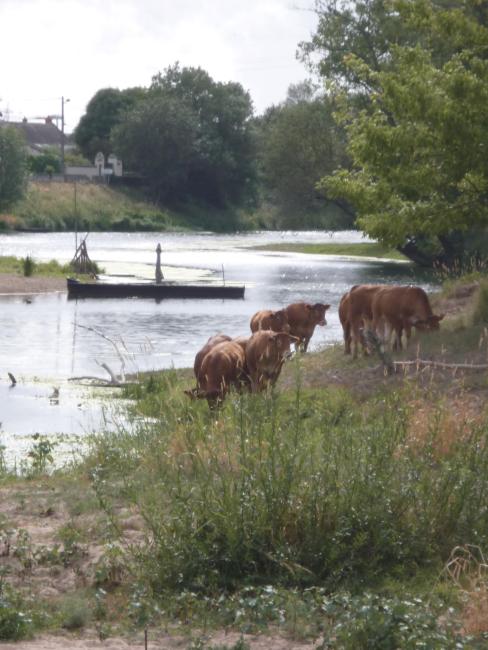 Paturage bovin sur l'ile des Buteaux à Avoine (37).