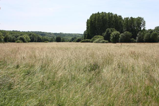prairie de fauche à Bréhémont (37).