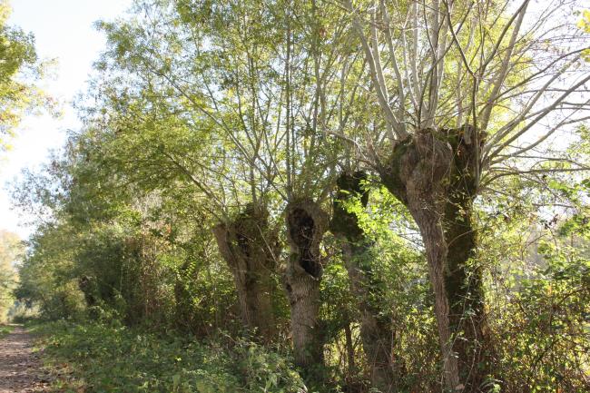 Arbres têtards à Huismes (37).