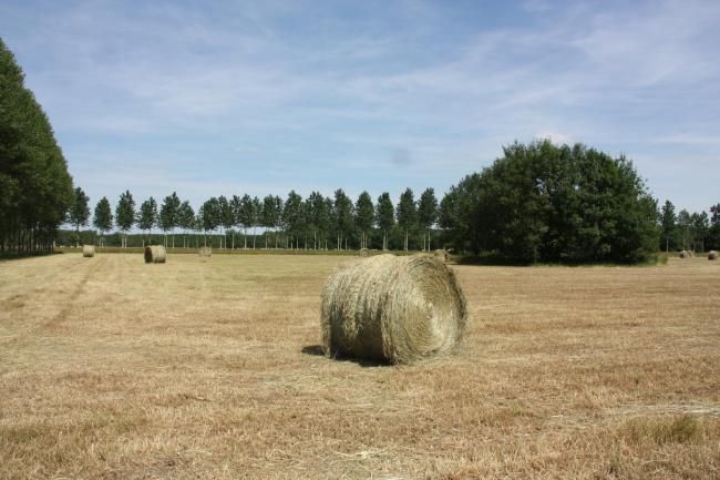 Prairie de fauche dans le Val d'Indre à Rivarennes (37).