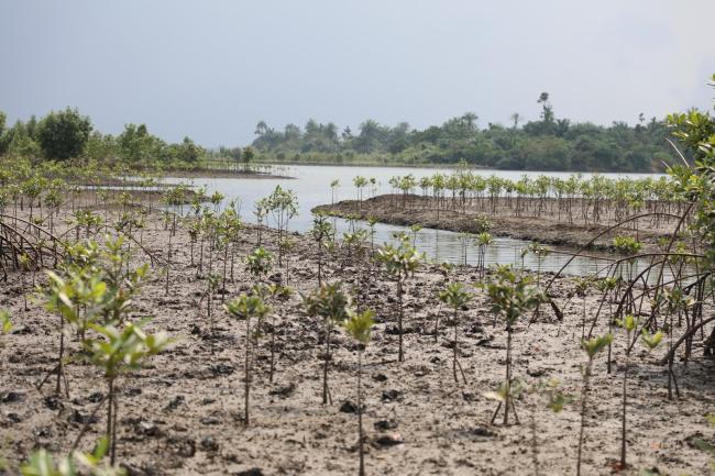 Revegetated mangroves showing wtater channels