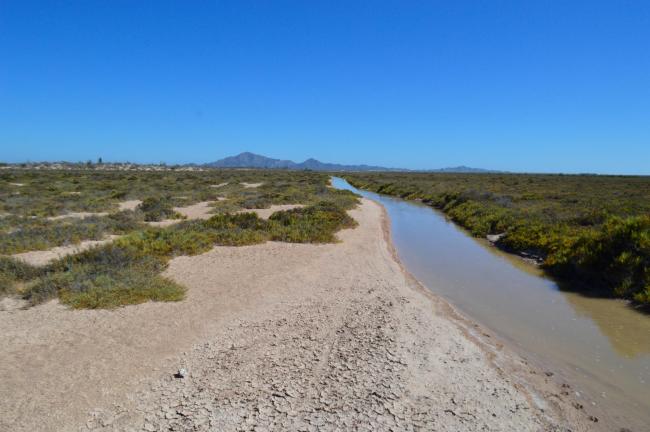 Marismas y canales de marea