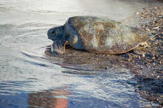 Tortuga verde
