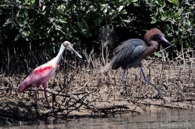 Garza rojiza y espátula rosada