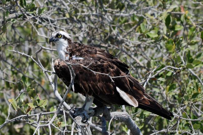 Águila pescadora