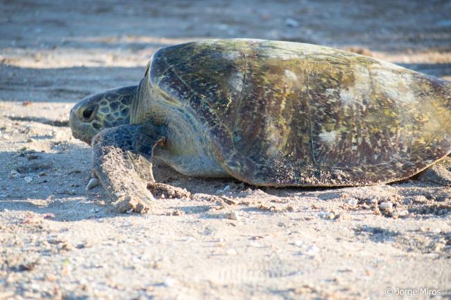 Tortuga verde