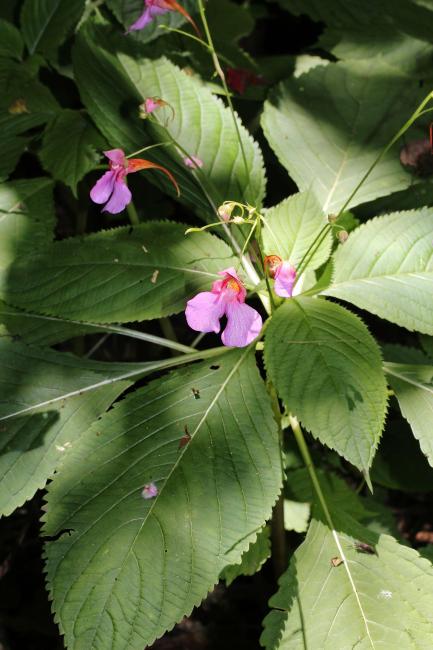 Impatiens flanaganiae