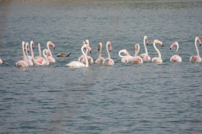 Grupo de flamencos comunes (Phoenicopterus roseus) junto con individuos de malvasía (Oxyura leucocephala), en la laguna de Tíscar, en el municipio de Puente Genil (Córdoba)