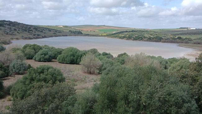 Laguna de Tíscar, en el municipio de Puente Genil (Córdoba), con vegetación de acebuches en primer plano