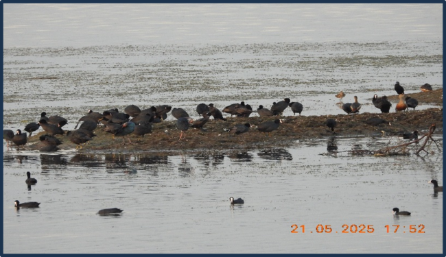 Eurasian coot (Fulica atra) in Kopra in Kopra Jalashay