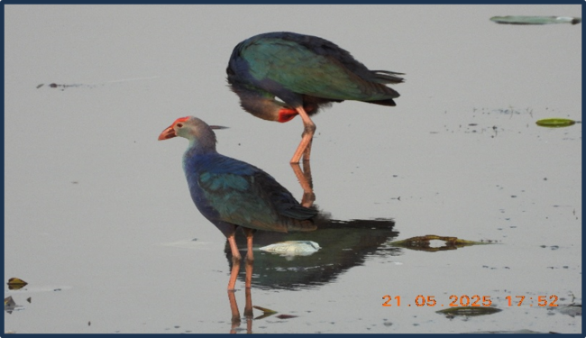 Grey-headed swamphen (Porphyrio poliocephalus) in Kopra Jalashay