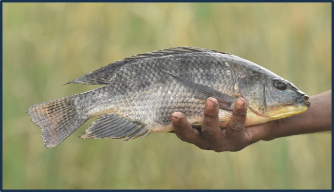 Tilapia (Oreochromis mossambicus) in Kopra Jalashay
