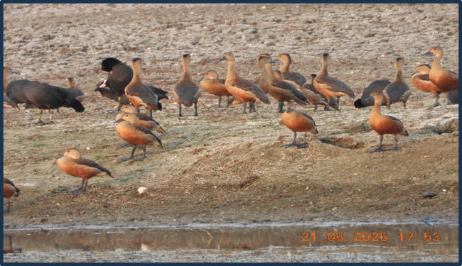 Lesser whistling duck (Dendrocygna javanica) in Kopra Jalashay