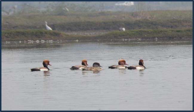 Red-crested pochard (Netta rufina) in Kopra Jalashay
