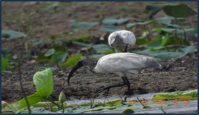 Black-headed ibis (Threskiornis melanocephalus) in Kopra Jalashay