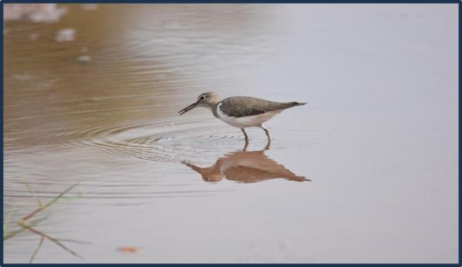 Common sandpiper (Actitis hypoleucos) in Kopra Jalashay