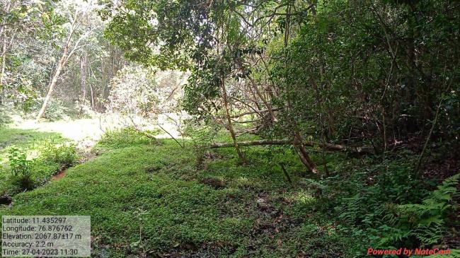 Image of the steam reaching a swamp in the Longwood Shola Reserve Forest
