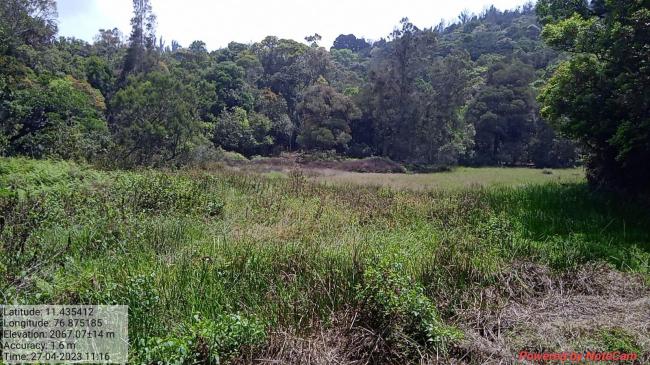 Image of the swamp in the Longwood Shola Reserve Forest